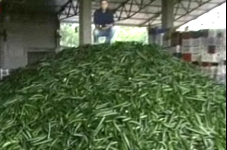 Au vrut sa arate ca nu se lasa invinsi de E.coli. Concurs de mancat castraveti la Berlin