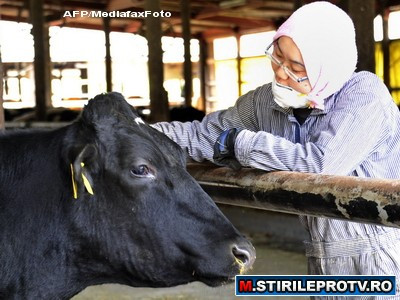 Mutatie genetica de filme SF. Chinezii au "fabricat" vaca ce produce lapte uman