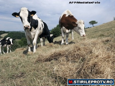 Afacere pornita cu 10.000 de lei. Sute de someri din Iasi ies din criza cu vacile Eco