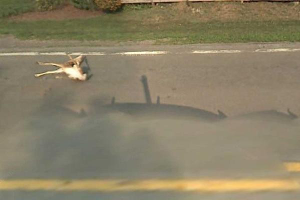 Google Maps stie tot ce faci. Ce detalii surprinzatoare gasesti in imaginile din GALERIA FOTO