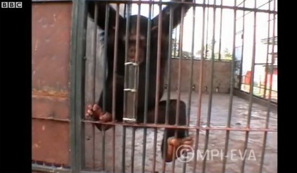 IMAGINILE ZILEI. Cum au reusit cimpanzeii sa manance o aluna dintr-un tub