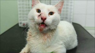 Motanul care a supravietuit dupa ce a fost vanat. O sageata de 30 cm i-a strapuns craniul