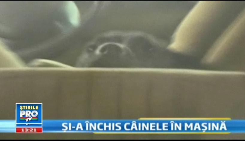 Un barbat din Brasov si-a incuiat cainele in masina, trei zile. Animalul a latrat pana la epuizare