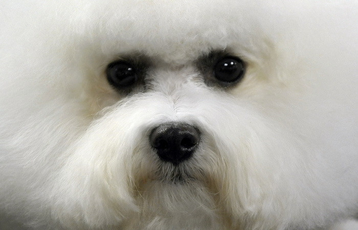 A murit bichonul care a mostenit 12 milioane de dolari. Cui i-a lasat mai departe