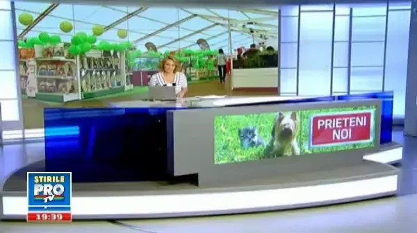 Cavalie King Charles, cel mai popular caine din Europa. Costa 500 de euro