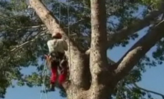 VIDEO. Sport extrem in Australia: Campionatul de catarat in copaci