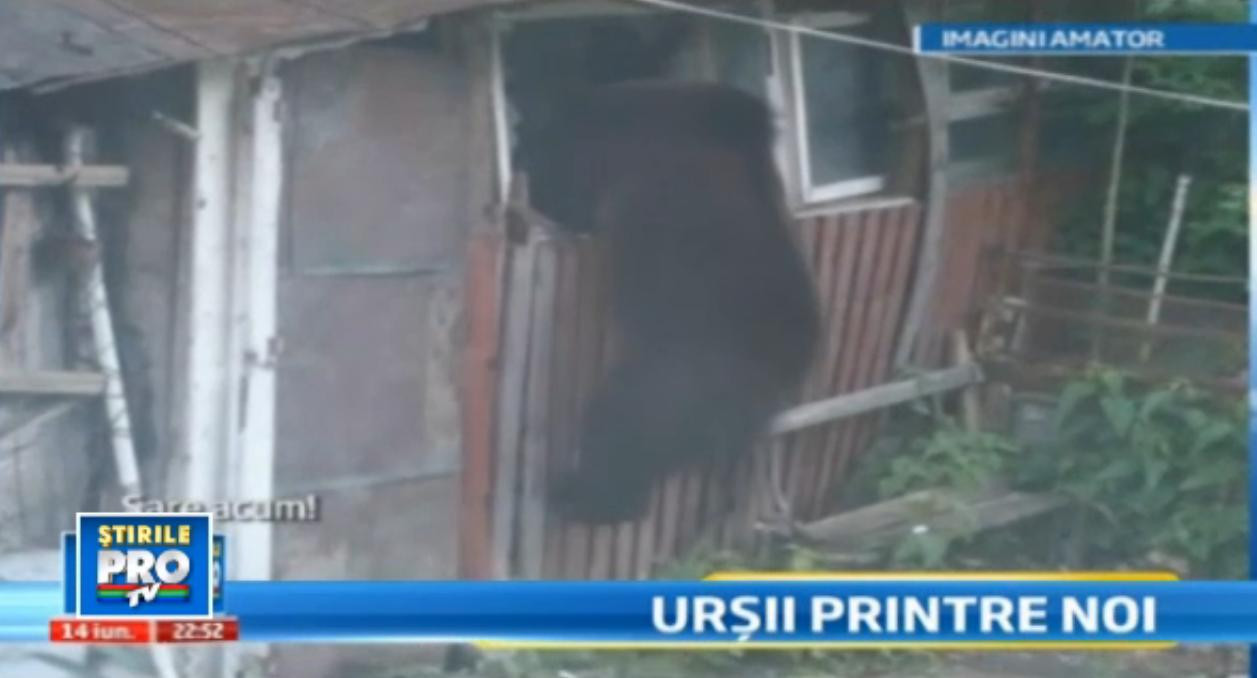VIDEO. In Busteni, ursul iti intra in bucatarie pe geam. Locuitorii din Valea Prahovei, disperati