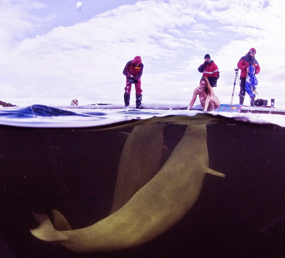 scufundari cu balene