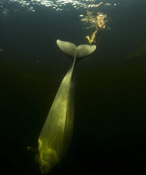 scufundari cu balene