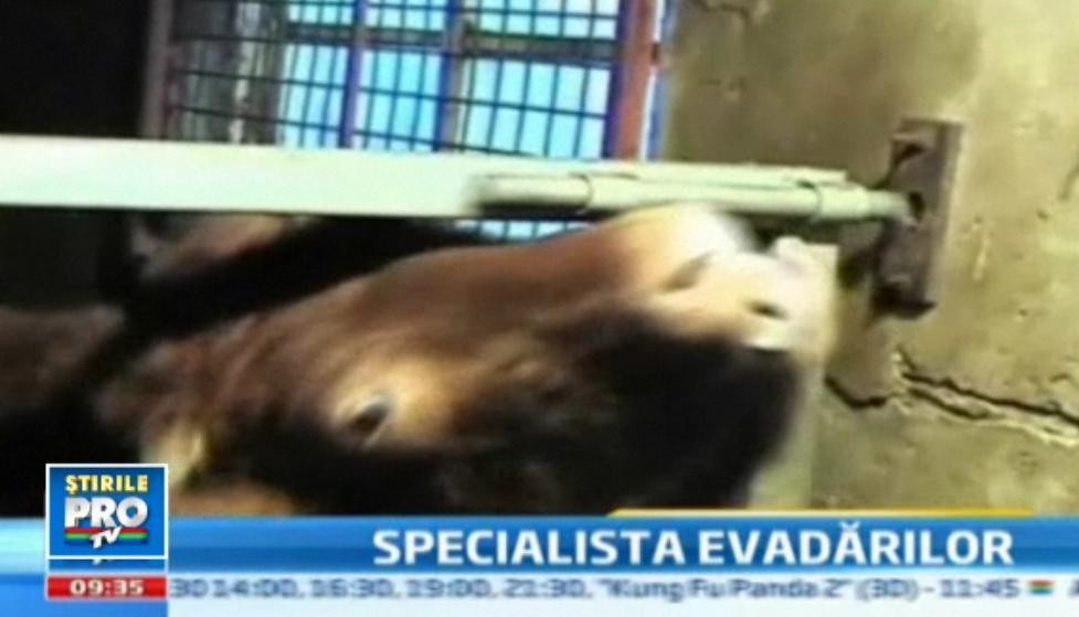 Nicio incuietoare nu-i rezista. Vacuta cu limba ca un speraclu