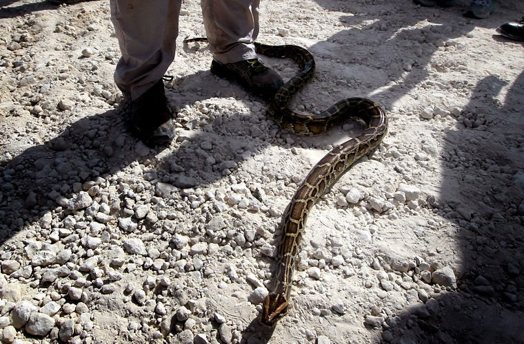 Spaima teribila pentru angajatii unei gradinite private: s-au trezit cu un sarpe in curte