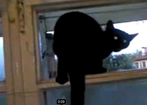 VIDEO. Pisica latra la fereastra. Un viral care a facut 2,5 milioane de accesari in 7 zile