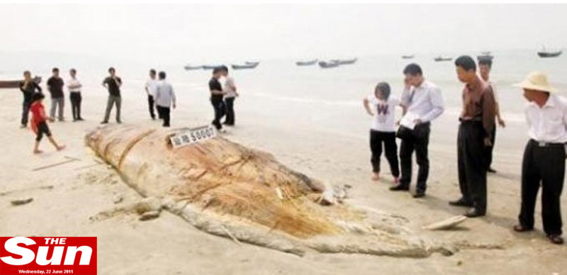 FOTO. Monstru marin de aproape 5 tone gasit pe plaja. Nimeni nu stie ce animal este