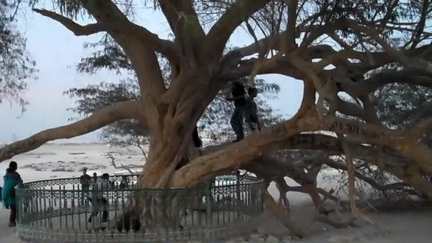 Mister in mijlocul desertului. Pomul care creste fara apa. VIDEO