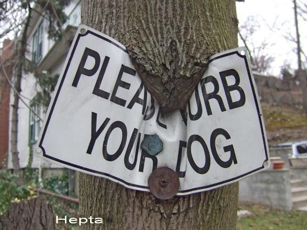 Copacii care "mananca" tot ce prind. Mare grija unde va lasati bicicleta. GALERIE FOTO
