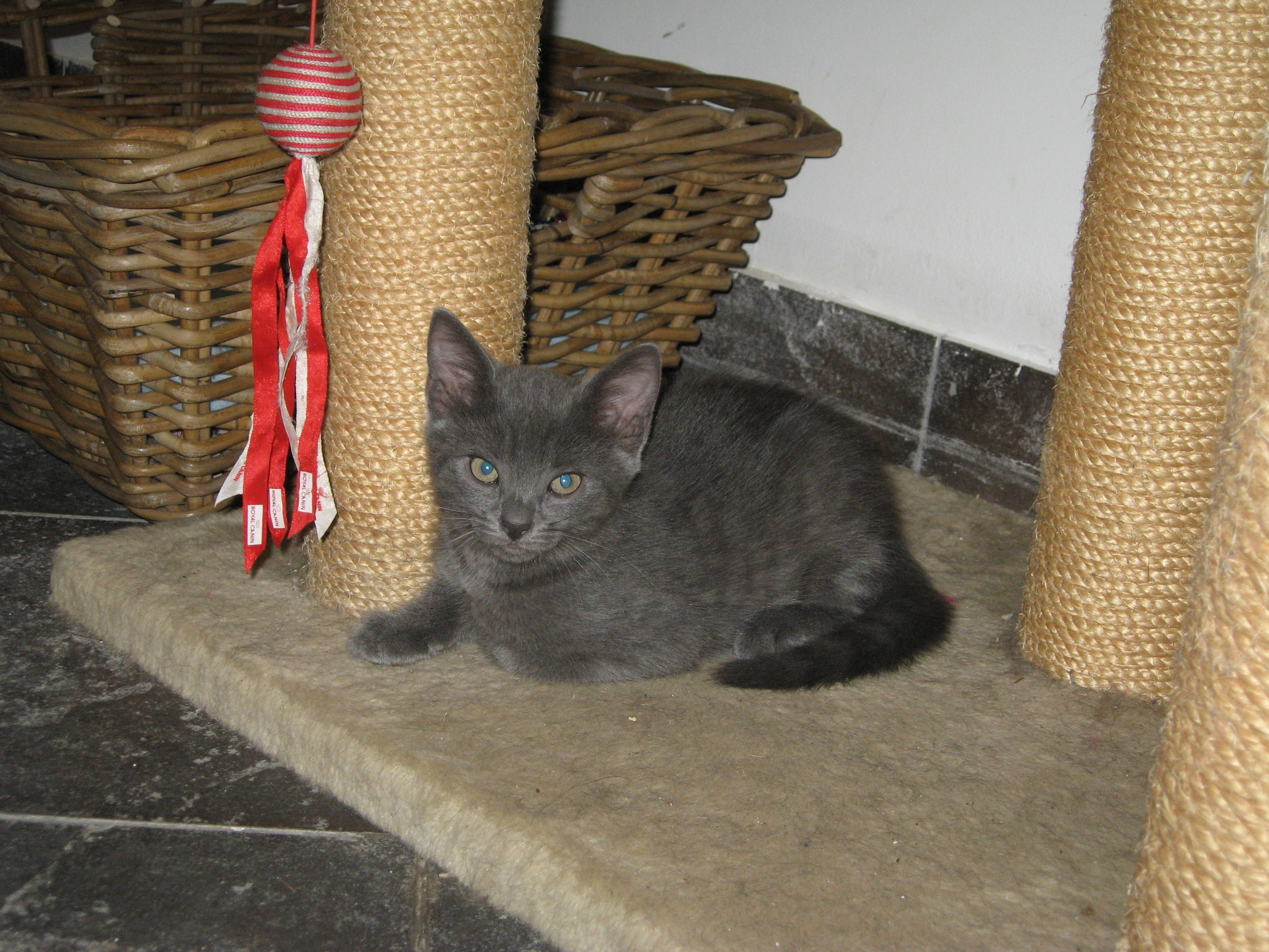 Ia-ne acasa! Doua pisicute simpatice isi cauta stapan