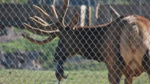Si marmota a vrut sa faca o baie. Elanul-salvamar a salvat-o de la inec