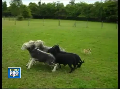 Cel mai curajos chihuahua din lume: este caine de stana. VIDEO