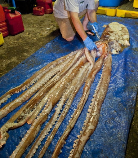 Creatura gigant de 8 metri lungime, prinsa pe coasta Floridei. VIDEO