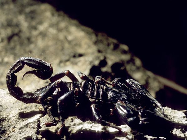 Cum a ajuns un scorpion in avionul care zbura de la Seattle in Alaska. Insecta a facut si o victima