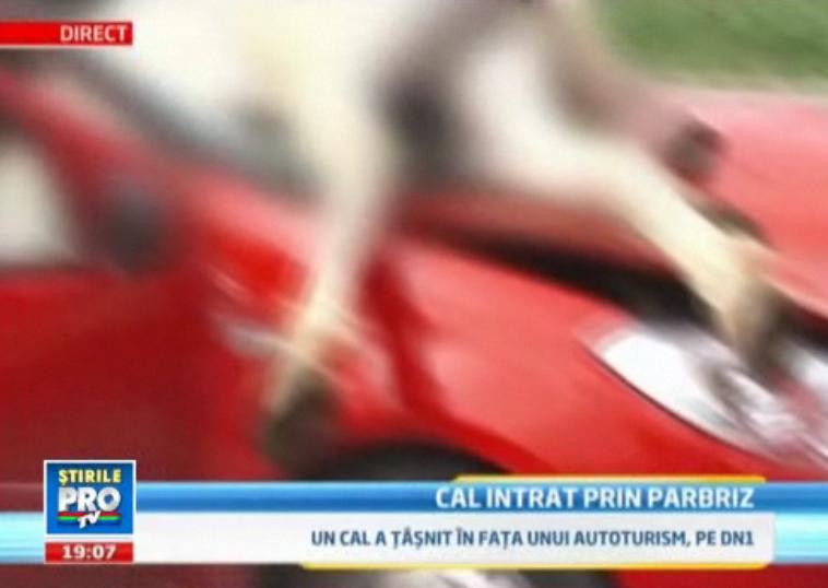 Accident infiorator pe DN1. Un cal a trecut printr-un parbriz. O femeie, prinsa sub lesul acestuia