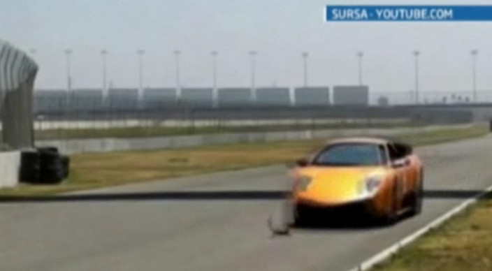 Cea mai norocoasa veverita din lume. A scapat dupa ce a fost calcata de un Lamborghini. VIDEO