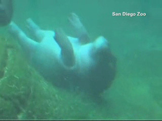 "Balerin" la peste 100 de kilograme. Hipopotamul care ii face concurenta lui "Black Swan"