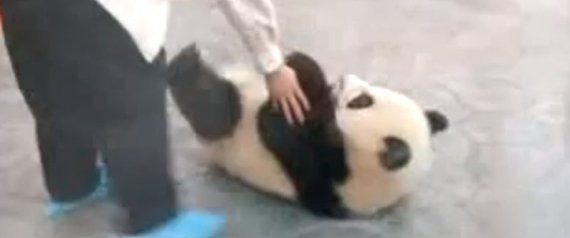 VIDEO. Fugi, panda, fugi! Un pui istet evadeaza din cusca