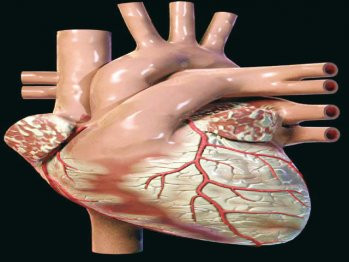 Planta rara descoperita in mare care iti poate prelungi viata cu 20 sau 30 de ani