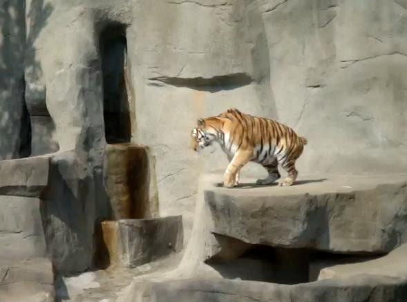 VIDEO. Tigrul fricos. Ce il sperie pe cel mai fioros animal al junglei