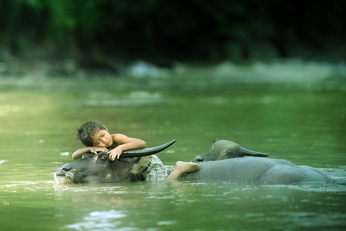IMAGINEA ZILEI. Mowgli de 5 ani isi face siesta pe un bivol