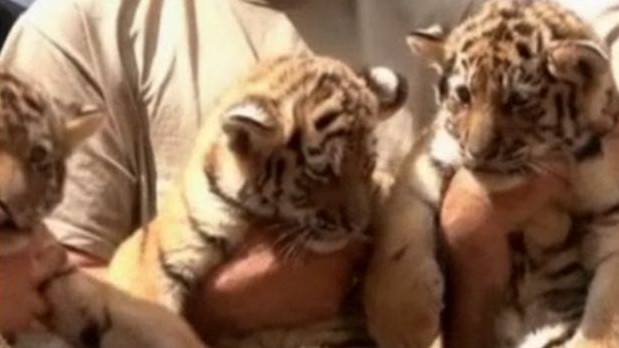 VIDEO. Trei frati de senzatie. Virgil, Trax si Manu atrag toate privirile la zoo din Budapesta