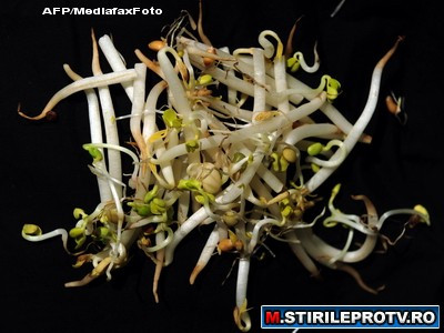 S-a gasit vinovatul pentru epidemia de E.coli. Vine tocmai din Egipt