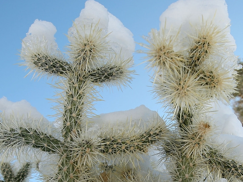O vreme nebuna, nebuna de tot. A nins in desertul Atacama, cea mai arida zona de pe Terra