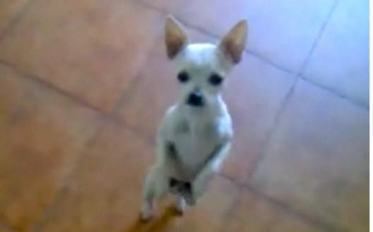 VIDEO. Un chiuhuahua, mare amator de rumba. Le da clasa marilor dansatori