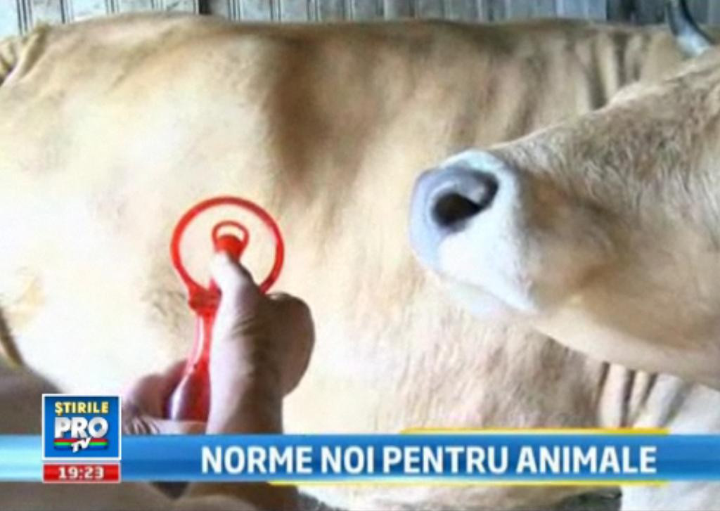 VIDEO. Mai lipseste doar aerul conditionat. Cum poti sa iei amenda daca nu tii vaca la racoare