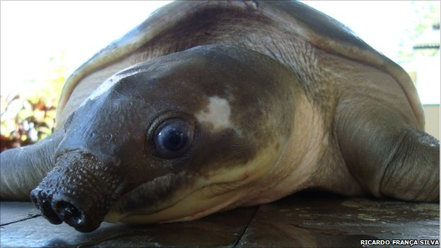 Broastele cu nas, pe cale de disparitie. Ce caracteristici le fac unice