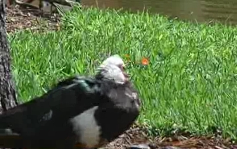 Rata care nu vrea sa moara. Se plimba cu o sageata infipta in cap