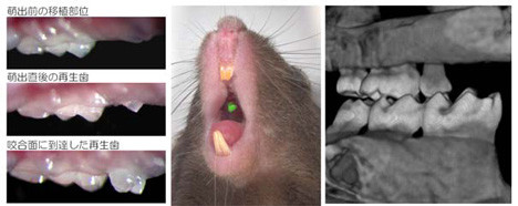 celule stem, dinti, soarece