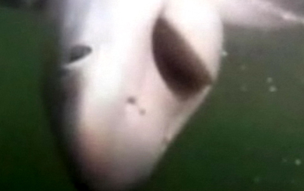 A pescuit un rechin si s-a luptat cu el 30 de minute pana l-a urcat in barca. VIDEO