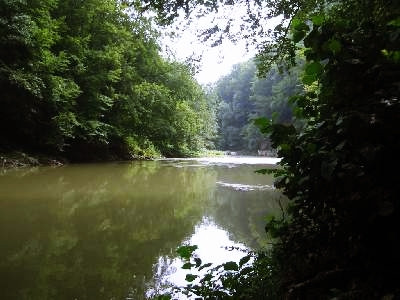 Se cauta un crocodil. Nu pe Nil, ci in raul Lapus, din Baia Mare. Reptila ar fi atacat un copil