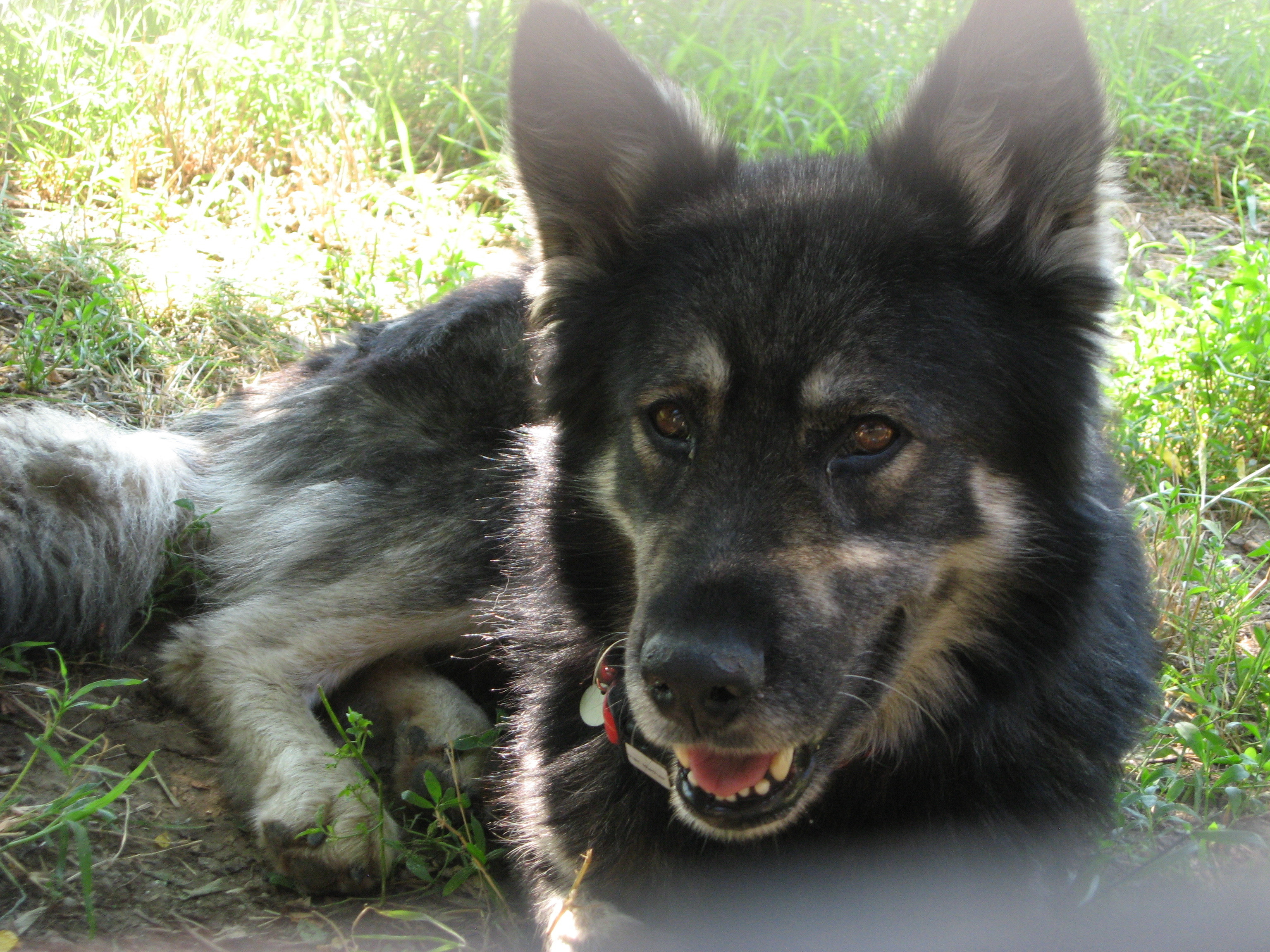 Iubitor si dornic sa fie adoptat de o familie care sa aiba grija de el. Lupu are nevoie de tine
