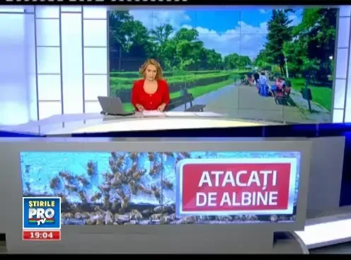 Albinele au luat-o razna din cauza caniculei. Ce facem daca suntem intepati