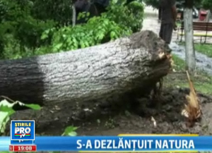 Copaci pusi la pamant si masini distruse, dupa vijelia de luni noapte, din Bucuresti