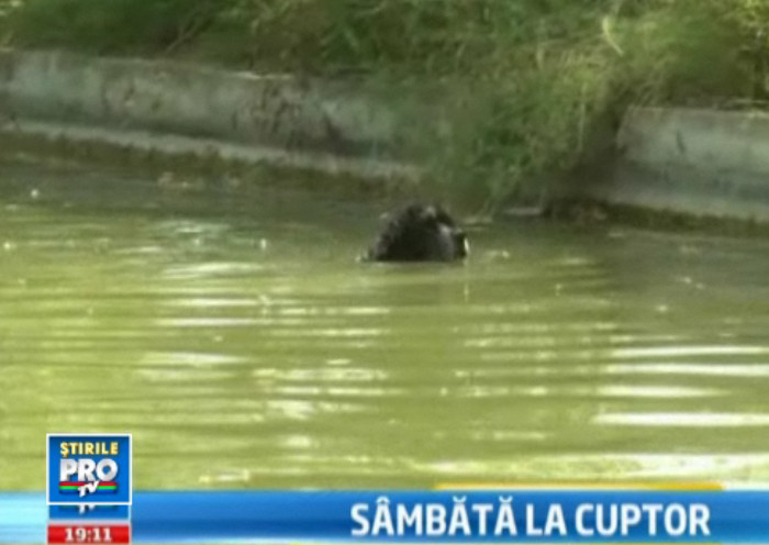 Cea mai fierbinte zi din 2011. Bucurestenii au inotat printre caini in apele murdare ale lacurilor