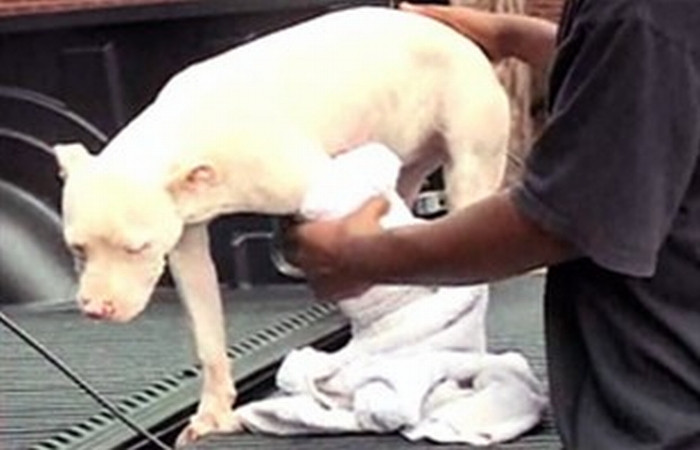 A vrut sa-l impuste pe pitbull-ul Cocaina, dar si-a omorat sotul!