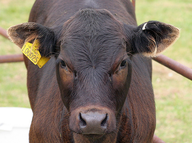 Wanted: trupele speciale americane angajeaza mai multi "Jamie Oliver" specializati in macelarie