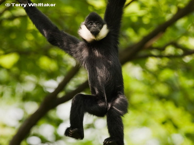 Cercetatorii au descoperit o maimuta considerata disparuta: "gibonul cu obraji albi"