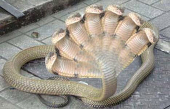 Unealta diavolului. O femeie spune ca a dat nastere unui sarpe cu sapte capete. FOTO