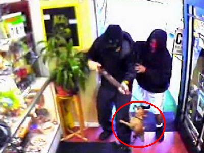 Cel mai tare paznic. Un Chihuahua a pus pe fuga doi gangsteri inarmati. VIDEO